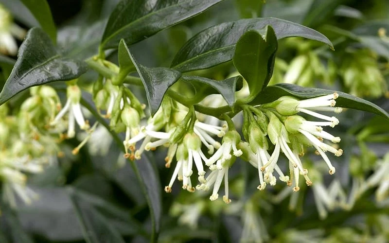 Confused Sweet Box (Sarcococca Confusa) - 1 Gallon Pot 6 Confused Sweet Box (Sarcococca Confusa) - 1 Gallon Pot - Image 6