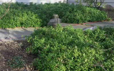 Confused Sweet Box (Sarcococca Confusa) - 1 Gallon Pot 13 Confused Sweet Box (Sarcococca Confusa) - 1 Gallon Pot -Chaste Tree World Sarcococca Confusa Sweet Box In Landscape