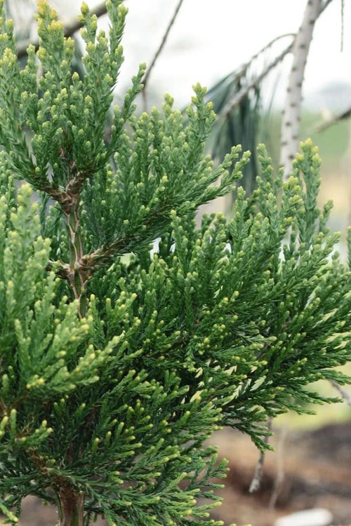 Von Martin Dwarf Giant Redwood Tree - 1 Gallon Pot 4 Von Martin Dwarf Giant Redwood Tree - 1 Gallon Pot - Image 4