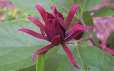 Sweetshrub - Calycanthus Floridus - 3 Gallon Pot -Chaste Tree World Sweet Shrub
