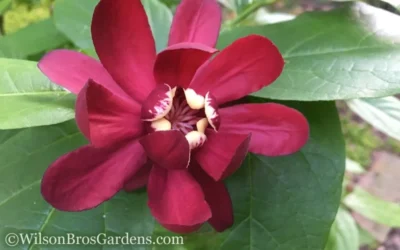 Aphrodite Sweetshrub (Carolina Allspice) - Calycanthus - 3 Gallon Pot 13 Aphrodite Sweetshrub (Carolina Allspice) - Calycanthus - 3 Gallon Pot -Chaste Tree World Sweet Shrub Aphrodite 50