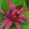 Sweetshrub (Carolina Allspice) - Calycanthus Floridus - 5 Gallon Pot
