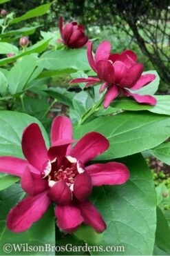 Aphrodite Sweetshrub (Carolina Allspice) - Calycanthus - 3 Gallon Pot -Chaste Tree World Sweetshrub Aphrodite 1 500x750 1