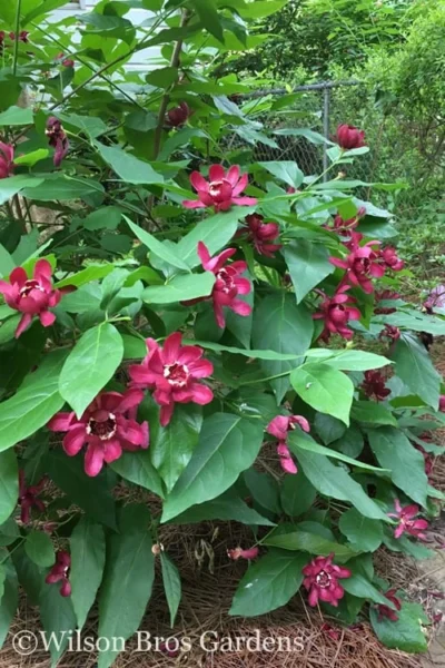 Aphrodite Sweetshrub (Carolina Allspice) - Calycanthus - 3 Gallon Pot 10 Aphrodite Sweetshrub (Carolina Allspice) - Calycanthus - 3 Gallon Pot -Chaste Tree World Sweetshrub Aphrodite 20