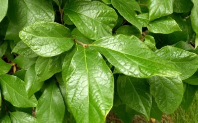 Sweetshrub (Carolina Allspice) - Calycanthus Floridus - 5 Gallon Pot 10 Sweetshrub (Carolina Allspice) - Calycanthus Floridus - 5 Gallon Pot -Chaste Tree World Sweetshrub Leaves 1