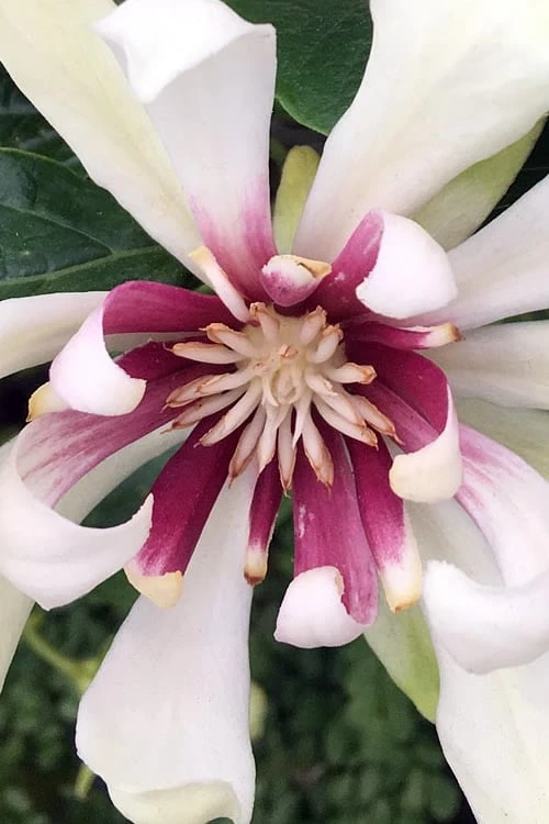 Venus White Sweetshrub (Calycanthus) - 3 Gallon Pot 1 Venus White Sweetshrub (Calycanthus) - 3 Gallon Pot