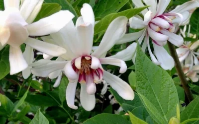 Venus White Sweetshrub (Calycanthus) - 3 Gallon Pot 12 Venus White Sweetshrub (Calycanthus) - 3 Gallon Pot -Chaste Tree World Sweetshrub Venus White 4