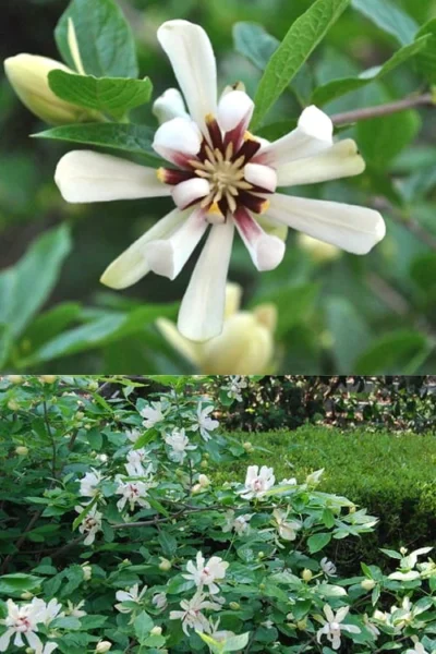 Venus White Sweetshrub (Calycanthus) - 3 Gallon Pot 10 Venus White Sweetshrub (Calycanthus) - 3 Gallon Pot -Chaste Tree World Sweetshrub Venus White 5