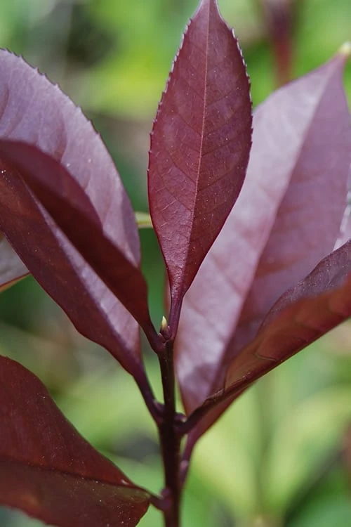 Apricot Echo Tea Olive - Osmanthus Fragrans Aurantiacus - 3 Gallon Pot 5 Apricot Echo Tea Olive - Osmanthus Fragrans Aurantiacus - 3 Gallon Pot - Image 5