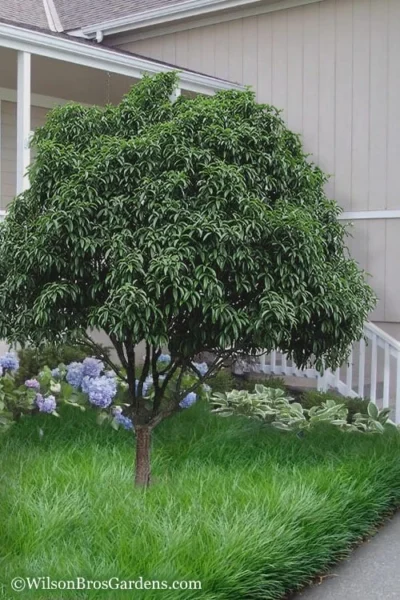 Fudingzhu Fragrant White Tea Olive (Osmanthus Fragrans) - 3 Gallon Pot -Chaste Tree World Tea Olive Fudingzhu 6