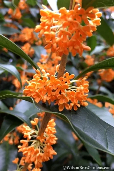 Fragrant Orange Tea Olive - Osmanthus Fragrans Aurantiacus - 5 Gallon Pot -Chaste Tree World Tea Olive Orange 104 2