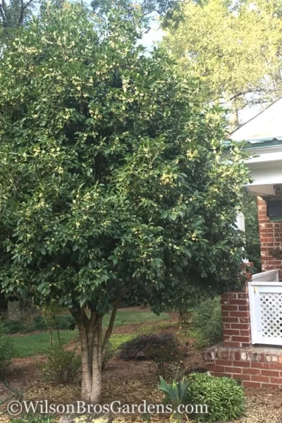 Fragrant White Tea Olive - 7 Gallon Pot (3-4') -Chaste Tree World Teav Olive White Osmanthus Fragrans 500x750 1