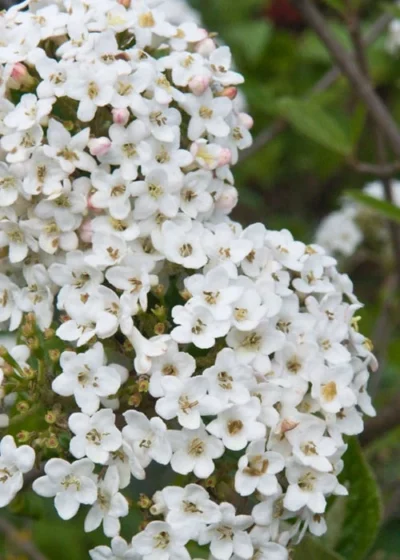 Burkwood Fragrant Viburnum - 3 Gallon Pot