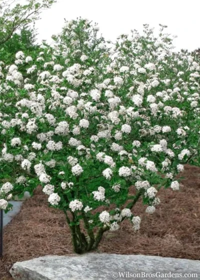Burkwood Fragrant Viburnum - 3 Gallon Pot -Chaste Tree World Viburnum Burkwood 10