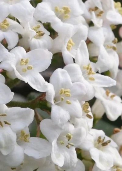 Burkwood Fragrant Viburnum - 3 Gallon Pot -Chaste Tree World Viburnum Burkwood 2