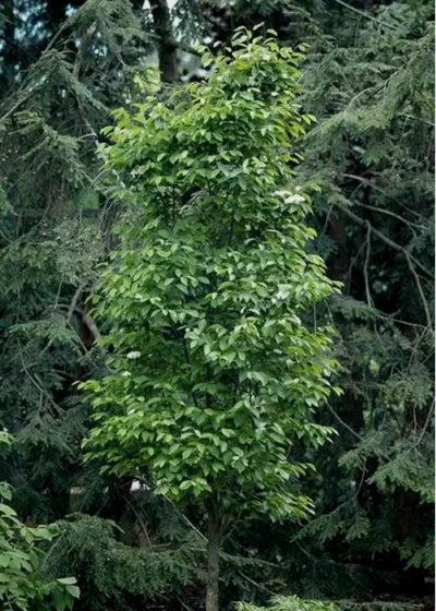 Burkwood Fragrant Viburnum - 3 Gallon Pot -Chaste Tree World Viburnum Burkwood 7