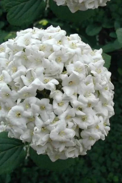 Fragrant Snowball Viburnum Carlecephalum - 3 Gallon Pot -Chaste Tree World Viburnum Carlcephalum 12
