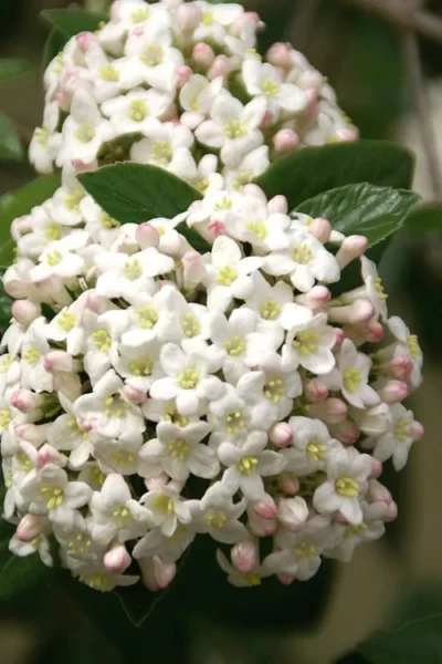Fragrant Snowball Viburnum Carlecephalum - 3 Gallon Pot -Chaste Tree World Viburnum Carlcephalum 15