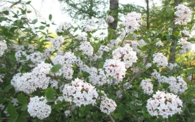 Juddi Fragrant Snowball Viburnum - 2 Gallon Pot 8 Juddi Fragrant Snowball Viburnum - 2 Gallon Pot -Chaste Tree World Viburnum Judd 2