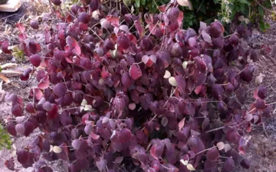 Juddi Fragrant Snowball Viburnum - 2 Gallon Pot 9 Juddi Fragrant Snowball Viburnum - 2 Gallon Pot -Chaste Tree World Viburnum Judd 5