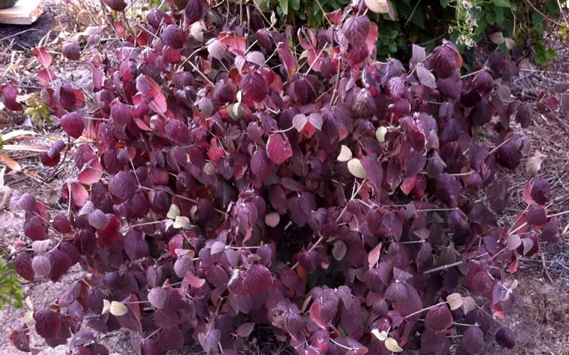 Juddi Fragrant Snowball Viburnum - 2 Gallon Pot 5 Juddi Fragrant Snowball Viburnum - 2 Gallon Pot - Image 5