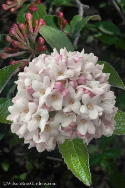 Juddi Fragrant Snowball Viburnum - 2 Gallon Pot