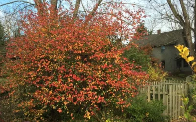 Fragrant Mohawk Viburnum Burkwoodi - 6 Pack Of 1 Gallon Pots -Chaste Tree World Viburnum Mohawk 10