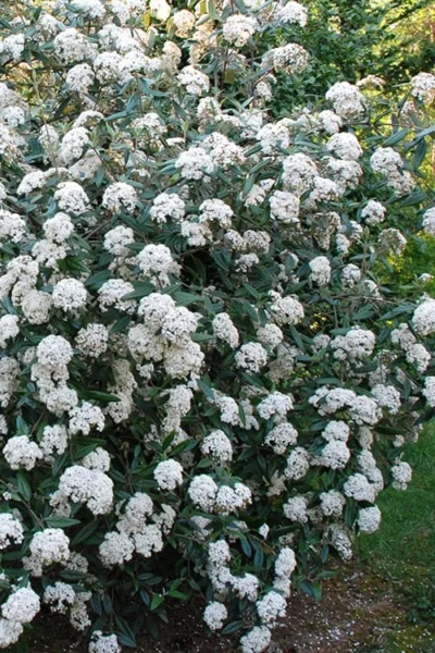 Fragrant Mohawk Viburnum Burkwoodi - 6 Pack Of 1 Gallon Pots -Chaste Tree World Viburnum Mohawk 5