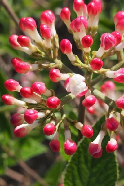 Fragrant Mohawk Viburnum Burkwoodi - 6 Pack Of 1 Gallon Pots -Chaste Tree World Viburnum Mohawk 6