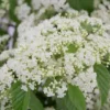 Snow Joey Viburnum - 2 Gallon Pot