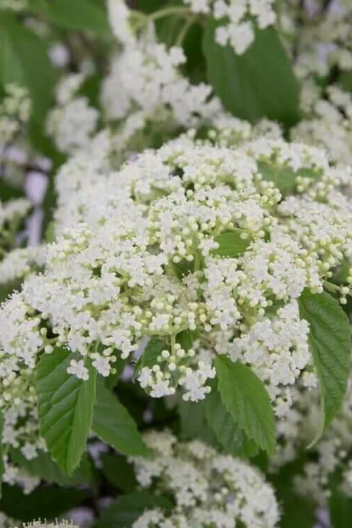 Snow Joey Viburnum - 2 Gallon Pot 1 Snow Joey Viburnum - 2 Gallon Pot
