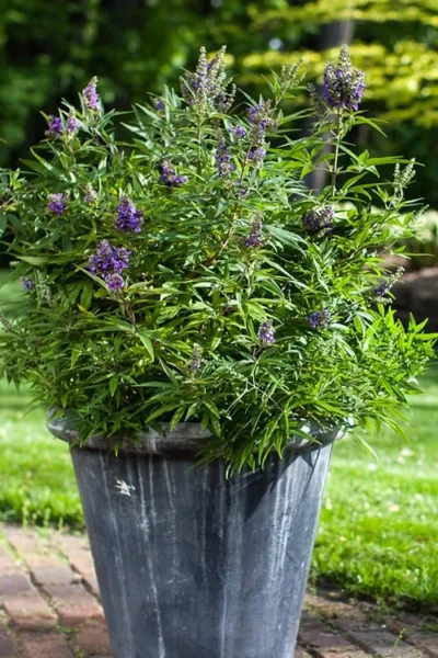 Blue Puffball Chaste Tree (Dwarf) - Vitex - 3 Gallon Pot -Chaste Tree World Vitex Blue Puffball 3