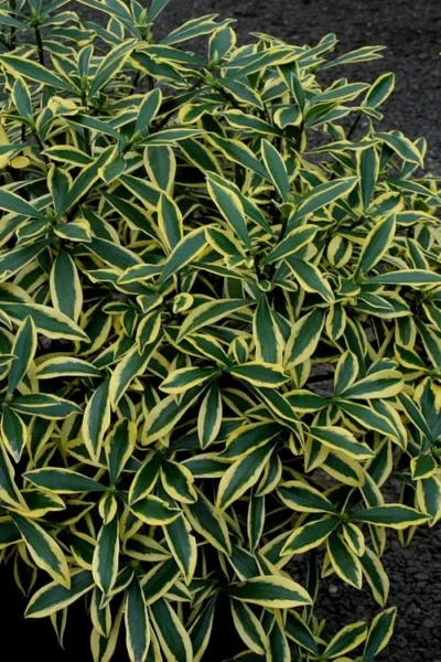 Marianni Variegated Pink Winter Daphne - 2 Gallon Pot 8 Marianni Variegated Pink Winter Daphne - 2 Gallon Pot -Chaste Tree World Winter Daphne Marianni 2