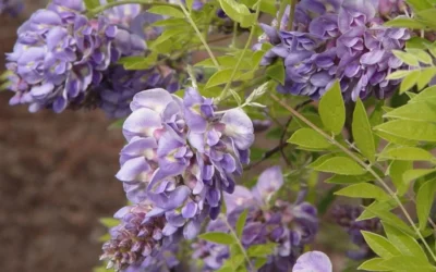 Amethyst Falls Wisteria Vine - 5 Gallon Pot -Chaste Tree World Wisteria Amethyst Falls 50