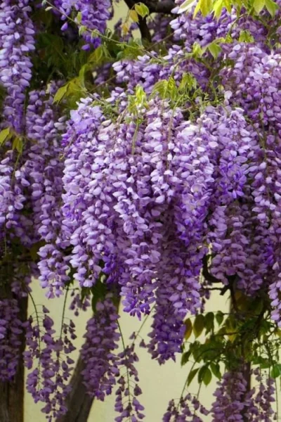 Fragrant Royal Purple Wisteria Vine - 5 Gallon Pot -Chaste Tree World Wisteria Royal Purple 1