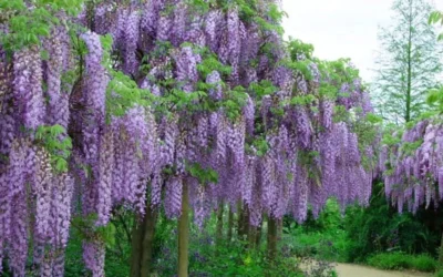 Fragrant Royal Purple Wisteria Vine - 5 Gallon Pot -Chaste Tree World Wisteria Royal Purple 4