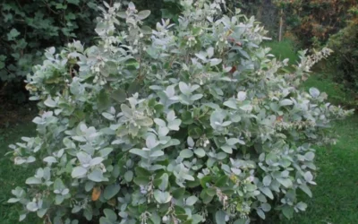 Woodlanders Blue Dusty Zenobia (Honeycup) - 1 Gallon Pot -Chaste Tree World Zenobia Woodlanders Blue 20