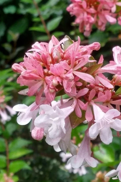 Canyon Creek Abelia - 3 Gallon Pot -Chaste Tree World abelia grandiflora canyon creek 3