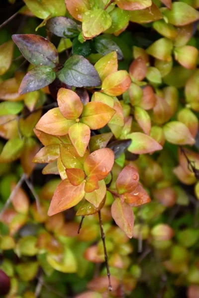 Canyon Creek Abelia - 3 Gallon Pot -Chaste Tree World abelia grandiflora canyon creek 4