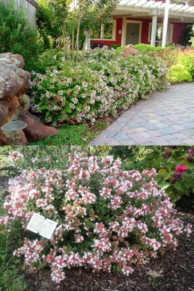 Little Richard Dwarf Abelia - 3 Gallon Pot -Chaste Tree World abelia grandiflora little richard 1
