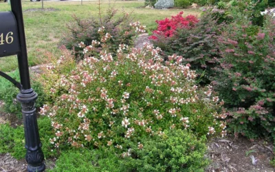 Little Richard Dwarf Abelia - 3 Gallon Pot -Chaste Tree World abelia grandiflora little richard 2