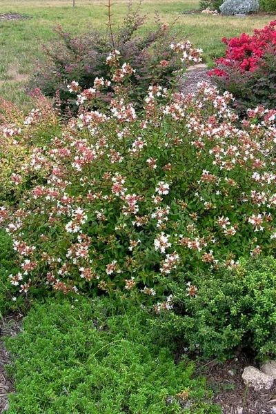 Little Richard Dwarf Abelia - 3 Gallon Pot -Chaste Tree World abelia grandiflora little richard 3