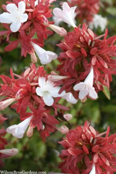 Little Richard Dwarf Abelia - 3 Gallon Pot -Chaste Tree World abelia grandiflora little richard 6