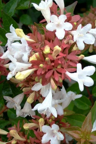 Little Richard Dwarf Abelia - 3 Gallon Pot -Chaste Tree World abelia grandiflora little richard 7