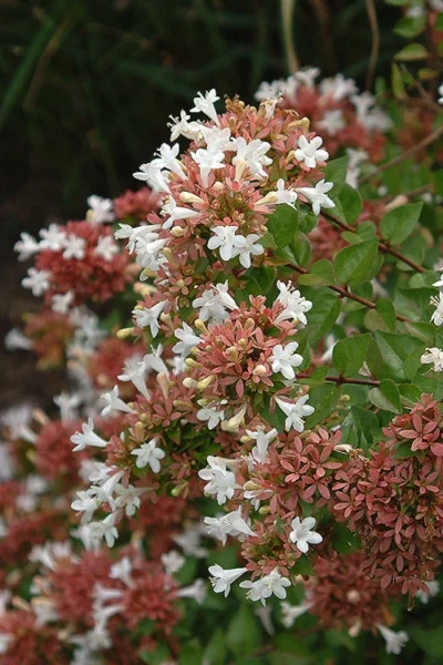 Little Richard Dwarf Abelia - 3 Gallon Pot -Chaste Tree World abelia grandiflora little richard 8