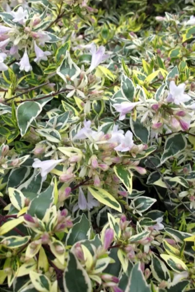 Lemon Lime Dwarf Abelia - 3 Gallon Pot