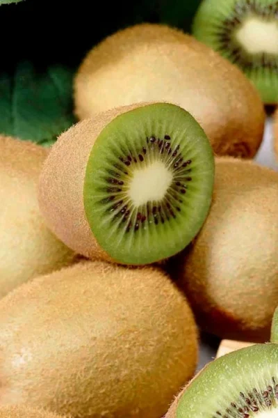 Jenny Self-Fertile Kiwi Vine - Quart Pot -Chaste Tree World actinidia deliciosa jenny self fertile kiwi vine 1