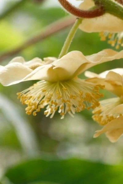 Jenny Self-Fertile Kiwi Vine - Quart Pot -Chaste Tree World actinidia deliciosa jenny self fertile kiwi vine 4 1