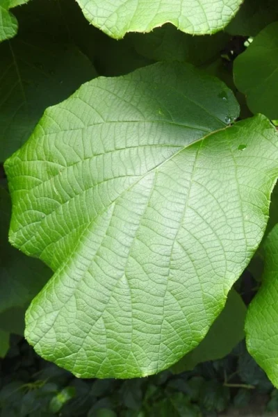 Jenny Self-Fertile Kiwi Vine - Quart Pot -Chaste Tree World actinidia deliciosa jenny self fertile kiwi vine 5