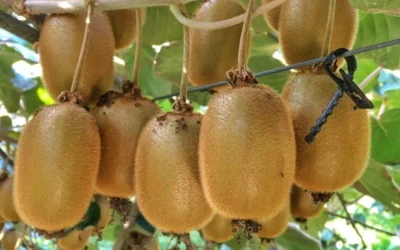 Jenny Self-Fertile Kiwi Vine - Quart Pot -Chaste Tree World actinidia deliciosa jenny self fertile kiwi vine 6